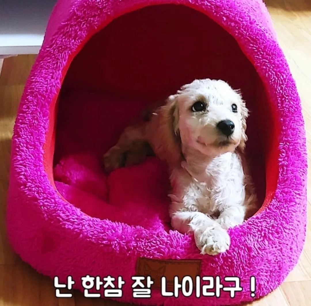 배냇털 셀프미용