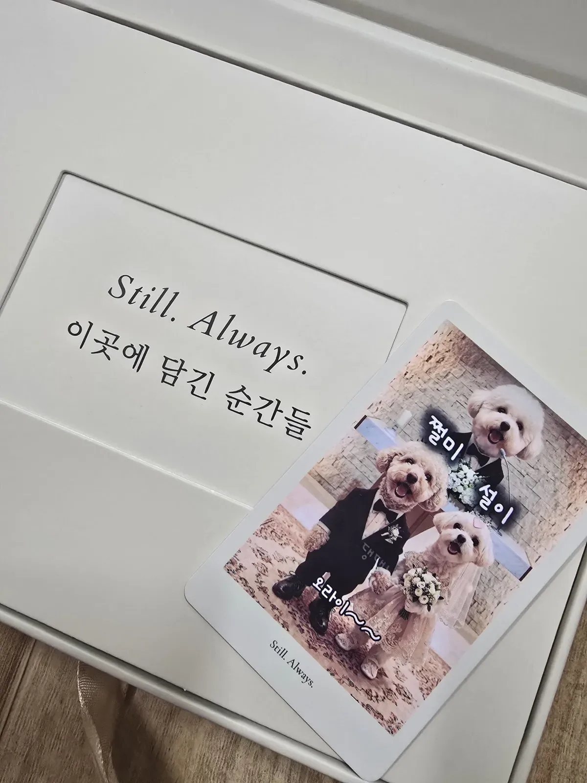 새끼&부설이네 ┌사위 "쩔미" ♥ 며느리 "설이" ┐결혼사진 5