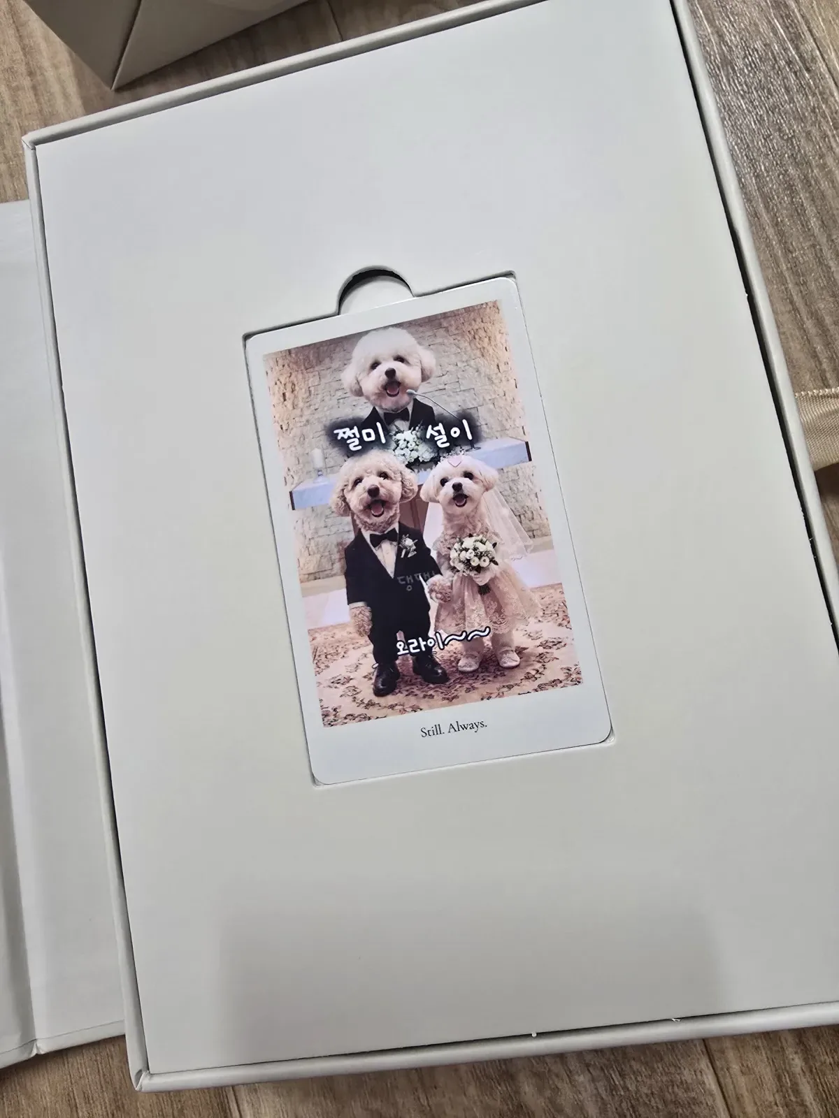 새끼&부설이네 ┌사위 "쩔미" ♥ 며느리 "설이" ┐결혼사진 4
