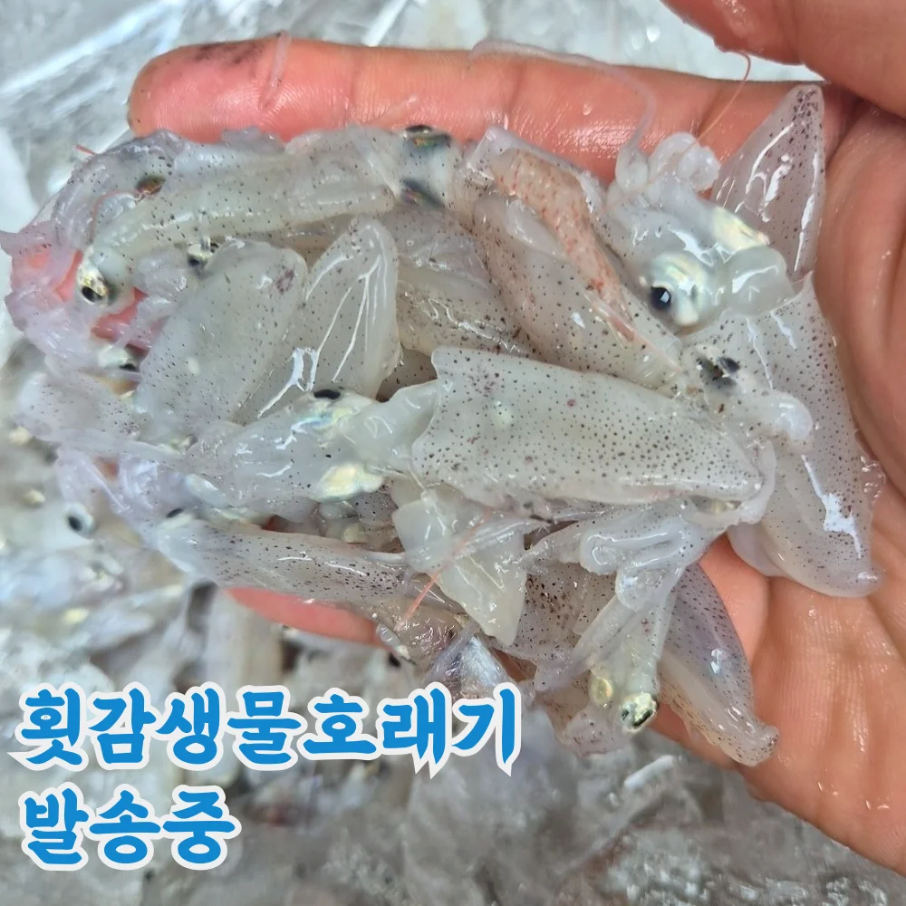 산지직송 국산 생물 호래기 꼴뚜기 횟감용