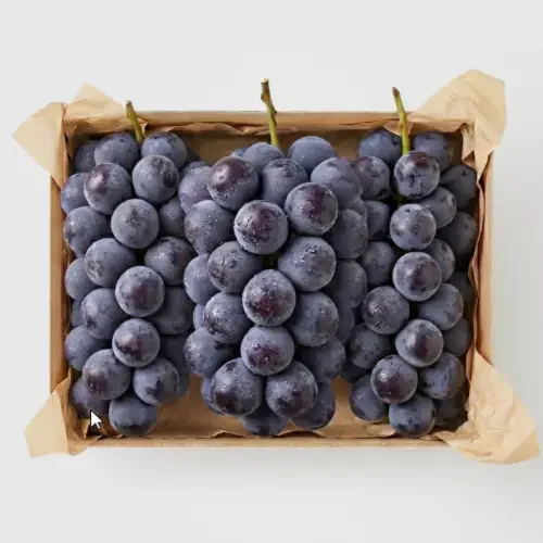 [농할쿠폰]김천 거봉 수출용 특등품 고당도 거봉 포도 1.5kg 2kg 4kg