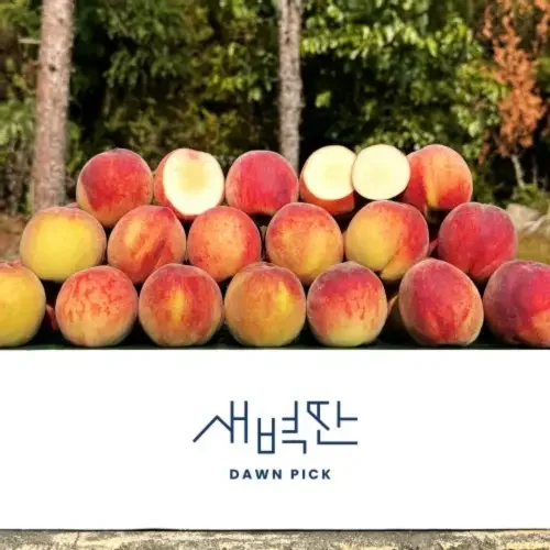 (농할20%) 영천 황도 백도 딱딱이 말랑이 복숭아 2kg 4kg