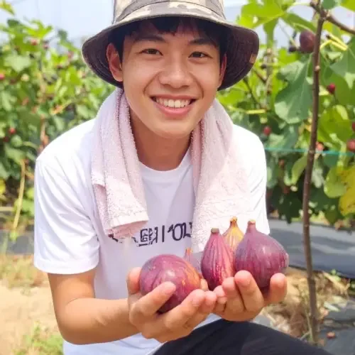 당일수확 영암 고당도 무화과 홍무화과 청무화과 생무화과 제철과일 500g 1kg