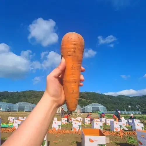 친환경마음밭 유기농 무농약 흙당근 경남 밀양,양산,창원 등 3kg 5kg