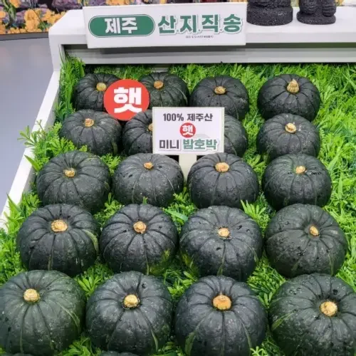 제주도 미니 밤호박 단호박 보우짱 5kg 3kg 10kg 미니단호박 서귀포 농장직송