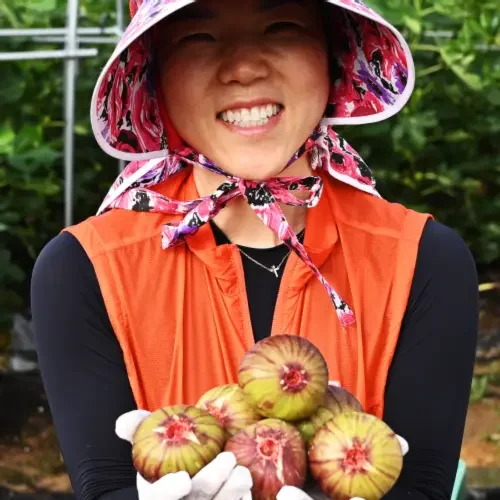 당일수확 삼호읍 고당도 영암생무화과 1kg 2kg gap인증 홍무화과 청무화과 제철과일