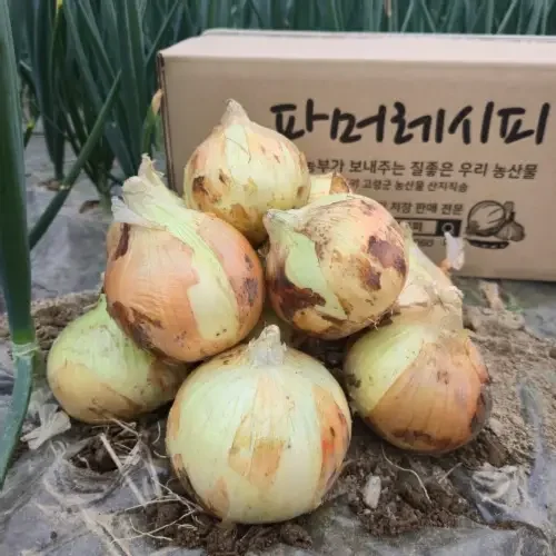 [청년농부] 26년 양파 국내산 햇양파 3kg 5kg 10kg 만생종