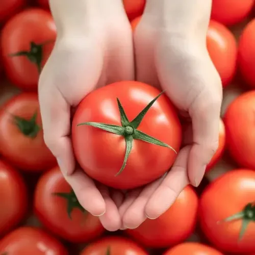 토마토 완숙 찰 대추방울 토마토 대저 짭짤이 5kg 2.5kg