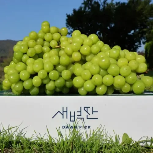 (농할20%) 경북 샤인머스켓 씨없는 포도 1kg 2kg