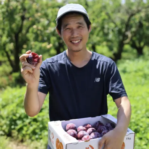 (농할20%) 경산 와촌 후무사 피자두 추희 왕자두 1kg 2kg