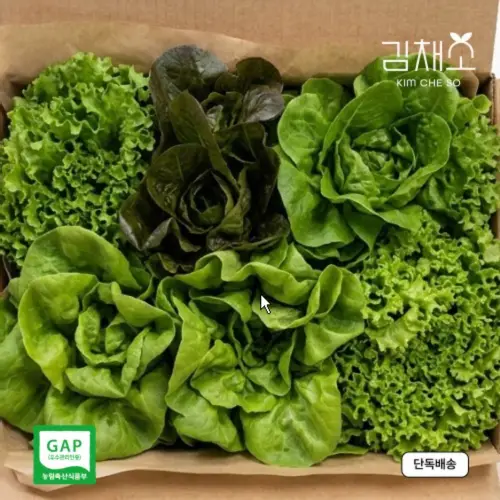 [김채소x리피] 유러피안 샐러드 야채 500g 1kg 쌈채소 프릴아이스 버터헤드 이자벨