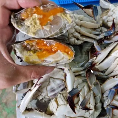 냉동 암꽃게 꽃게 간장게장 양념 서해안 꽂개 서해 꽃개 1kg 급냉 게장용 급랭 암게