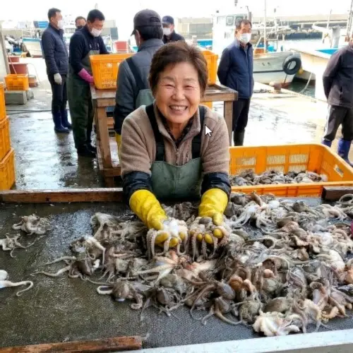 국내산 생물 서해안 활 쭈꾸미 급냉쭈꾸미 자연산 제철 알배기 알쭈꾸미 주꾸미