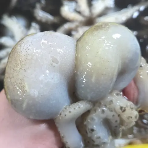 국내산 서해안 봄 활쭈꾸미 급냉 알배기 알 쭈꾸미 주꾸미 1kg