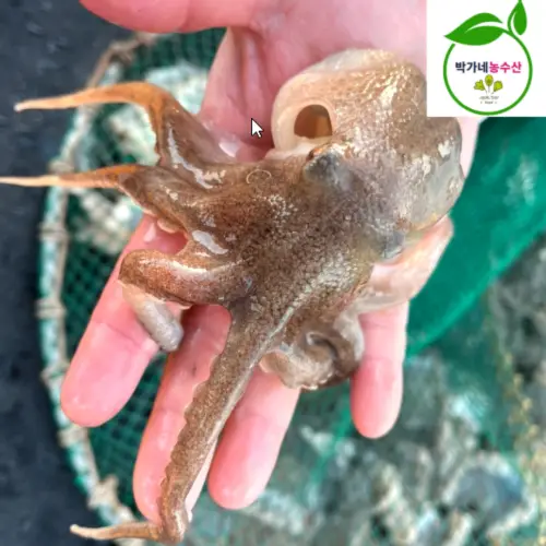 국산 활 생물 알배기 쭈꾸미 주꾸미 1kg 7-15미내외 급냉