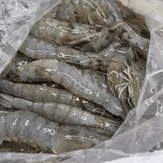 2026 햇 흰다리새우 활새우 국내산 산지직송, 1개, (초특가 세일 시작) 국내산 흰다리새우(활) 500g