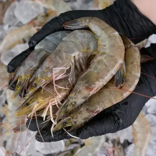 그대의밥상 국산 활 흰다리새우