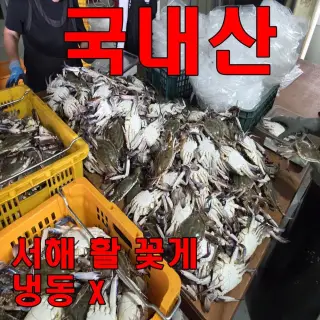 자연산 활 꽃게 2kg 대사이즈 1-3미 부터 당일 배송 산지 직송 수율 좋아 찜으로 제격