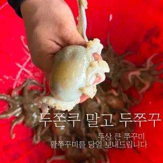 활쭈꾸미 1kg