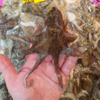 당일조업 당일발송 서해안 활 주꾸미 쭈꾸미 생물 제철 빙장포장