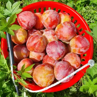 경북 자두, 개당 40g내외, 1kg, 1개