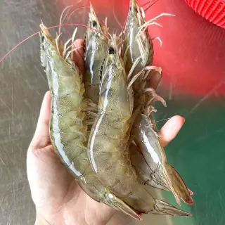 [파시] 국내산 급냉 흰다리새우 냉동새우 1kg (26~30미), 1개, 특왕새우 1kg(26-30미)