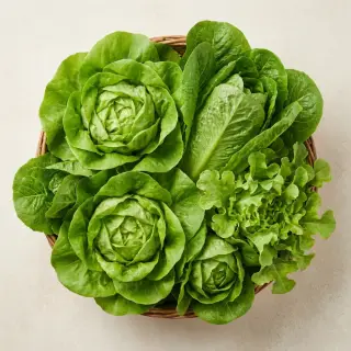 당일 수확 유러피안 상추 3-4종, 랜덤, 1kg, 1박스