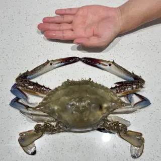 영광촌놈네수산 어부가 직접 파는 영광 숫 꽃게