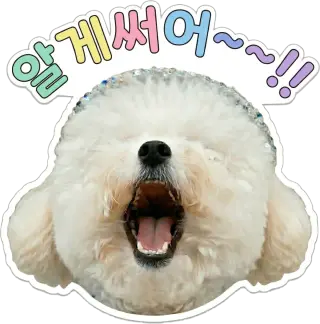 댕댕뉴스 서리 후원 방법 계좌 및 멤버십 한눈에 정리