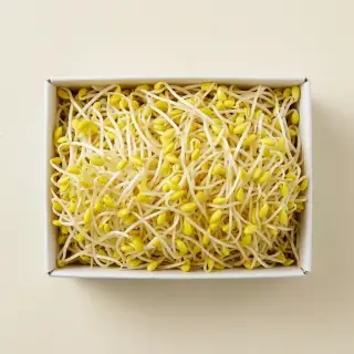 국내산 콩나물, 무농약, 1kg, 1박스