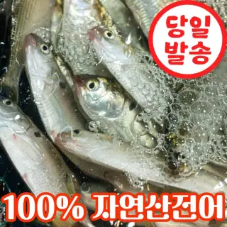 [당일바리] 생물 통 전어 구이용