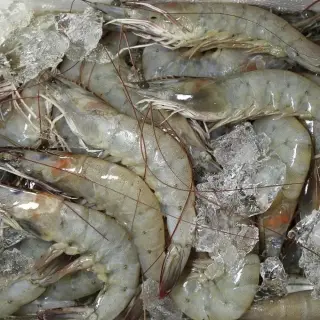 국내산 흰다리새우 1kg(30미내외) 제철 세척 신안군 활급냉새우