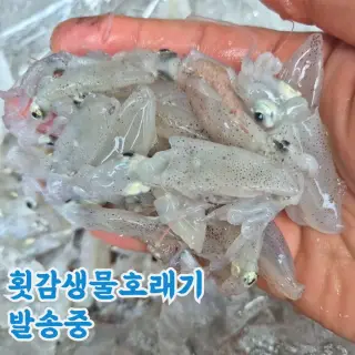 꼴뚜기 호래기 제철 회 횟감 가격 추천 BEST5