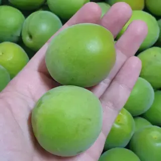 매실 추천 당일수확 특품 대과 5kg 담그면 1년치 피로회복템