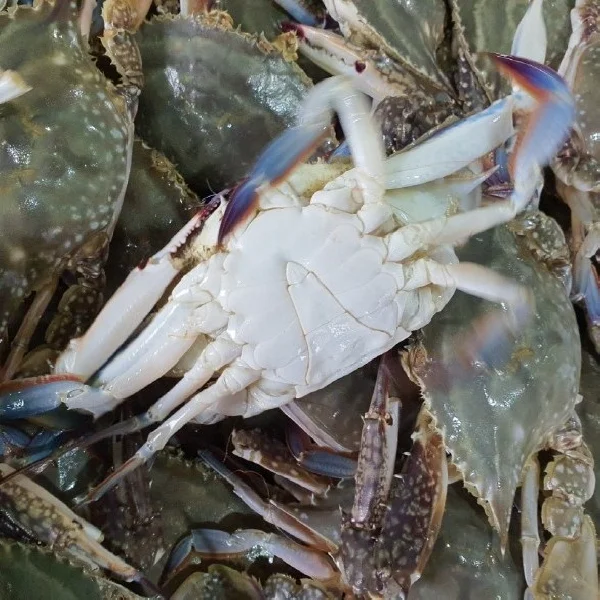 찬바다 국내산 생물 숫꽃게, 1kg, 1세트