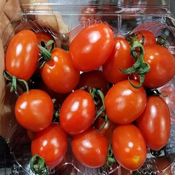 [03990] 가람상점 대추방울토마토, 2kg, 1개