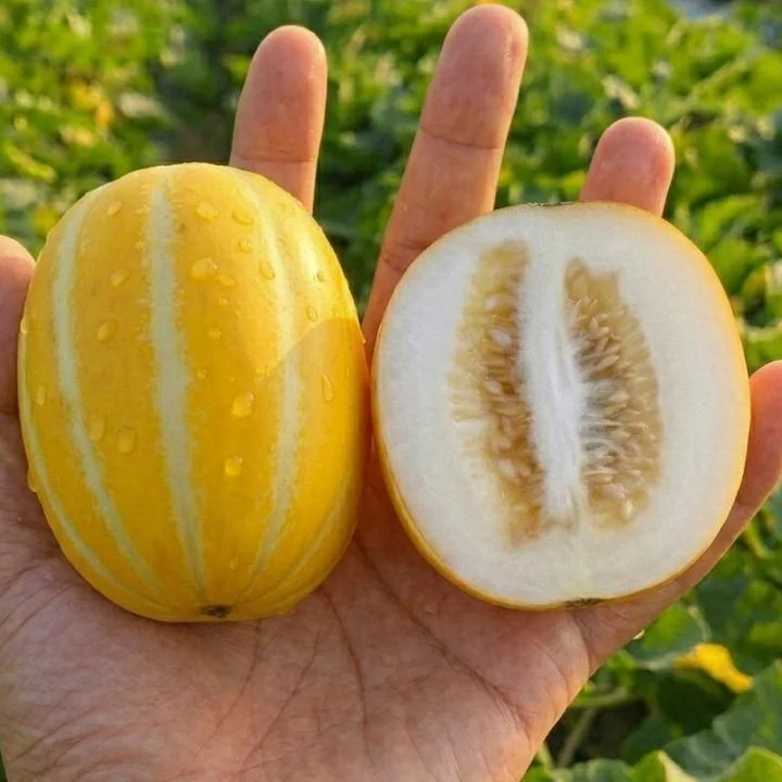 [04279] 성주 꿀참외, 꼬마과, 가정용, 10kg, 1박스