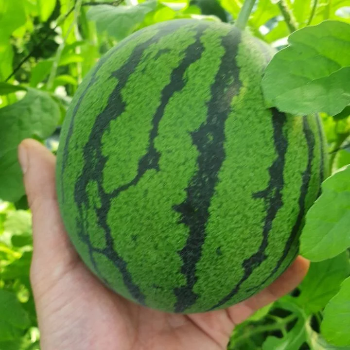 [05199] 애플수박, 700g, 2개