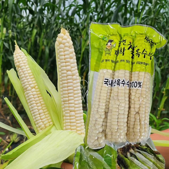 [05427] 괴산장연 대학찰옥수수, 냉동, 특품, 17cm 이상, 15개