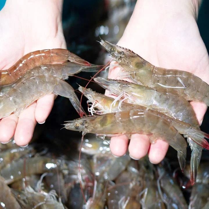 [05705] 횟감가능 활 흰다리새우, 산소포장, 46미 내외, 1kg, 1봉