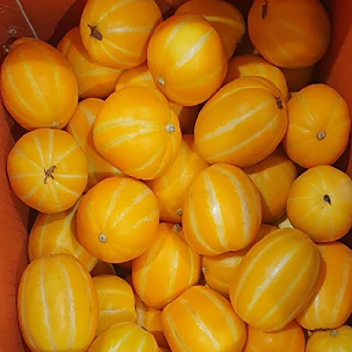 [05746] 아침과일향기 성주 꿀참외, 소과, 2.5kg, 1박스