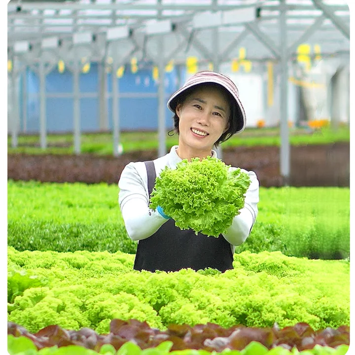 [08619] 지티팜 무농약 샐러드 채소 모듬, 랜덤 3종, 1kg, 1박스