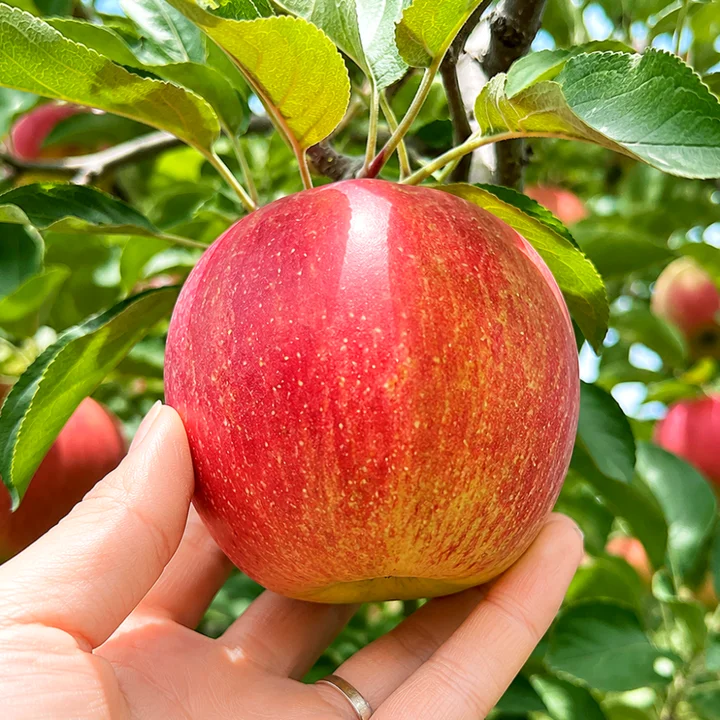 [08621] 경북 못난이사과, 5kg, 1개