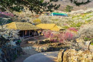 홍쌍리 청매실농원