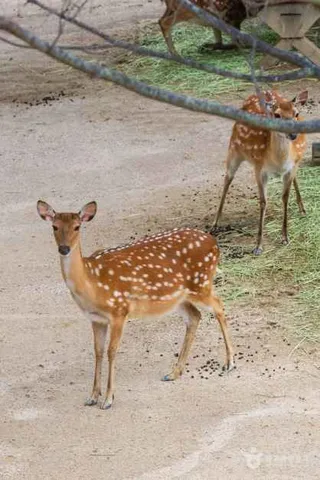 서울숲