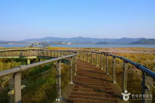 신성리 갈대밭