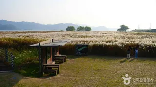 신성리 갈대밭