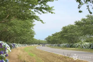 녹산로 유채꽃도로