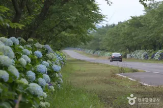 녹산로 유채꽃도로
