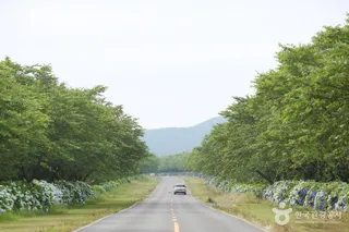 녹산로 유채꽃도로